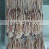 Illex Squid Tentacle thumbnail-2