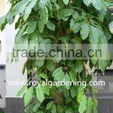 Schefflera (Schefflera Actinophylla) Shrub Trees thumbnail-2