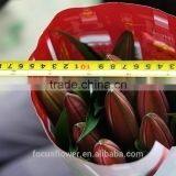 World Class Fresh Pink Lily Robina Flowers China Supplier thumbnail-1