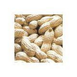 Shandong Peanut in Shell