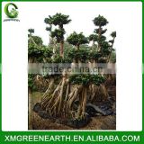 Ficus microcarpa bonsai 3m (1)