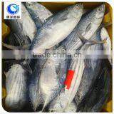 Frozen Fish Skipjack Tuna Price thumbnail-5