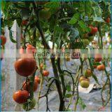 Economical Solar AgriculturalGreenhouse For Vegetables thumbnail-6