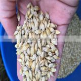 bulk Barley from Australia have in hot price