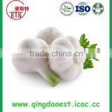 Top Quality Factory Price Fresh White Garlic thumbnail-1