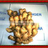 shandng 2011 air-dry fresh yellow ginger