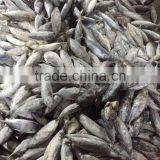 300-500g Seafrozen Bonito Fish Auxis Thazard thumbnail-2