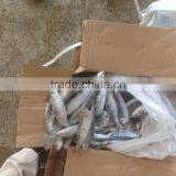 SARDINE BAIT thumbnail-1