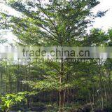 Terminalia Mantaly Outdoor Trees thumbnail-1