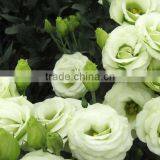 Fresh Cut Flower Eustoma Wedding Decorations Lisianthus With 0.8KG/Bunch Wholesale From Yunnan thumbnail-4