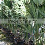 Sabal Causarium " Puerto Rican Hat Palm" 250/300 Plant Size thumbnail-3