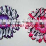 Two Toned Zebra Daisies Hot Pink With Zebra Flowers thumbnail-1