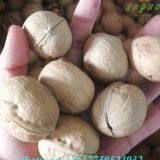 2020 Wholesaler Best Price 33 Walnuts Inshell for Sale thumbnail-3
