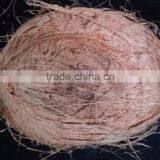 Semi Husked Coconut Price in India thumbnail-1