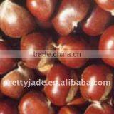 Chinese Fresh Chestnut thumbnail-1