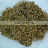 GRACILARIA SEAWEED IN NEW CROP 2014 WITH BEST PRICE thumbnail-1
