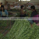 Spiral Lucky Bamboo 25cm-100cm DRACAENA SANDERIANA Air Bonsai Tree Indoor Aquatic Feng Shui Plants Nursery Garden Decoration thumbnail-4