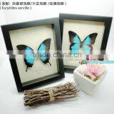 FOUSEN(017) Nature& Art Preserved Insect Mounted in Glasses Frame thumbnail-1