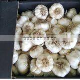 DRY GARLIC FROM EGYPT RED AND WHITE GOOD PRICE thumbnail-5