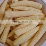 Best Selling Vietnam High Quality IQF Frozen Baby Corn