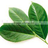 Bay Leaf Multiple Layer Continuous Type Mesh Belt Dryer thumbnail-6