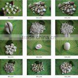 Sea Shell Conch Shell of Shell Animals thumbnail-4