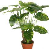 CHY030934 Artificial Plastic Plant Indoor Epipremnum Aureum Bonsai Plant Trees thumbnail-5