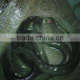 Live Eel (anguilla Rostrata) thumbnail-3