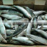 Frozen Sardines 60-70pcs/ctn thumbnail-1