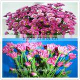 2017 Fresh Cut Chrysanthemum With All Colors Available Wholesale thumbnail-6