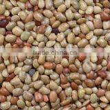 Kulthi Dry Extract thumbnail-4