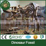 Lisaurus-J High Quality Dinosaur Skeleton Exhibit Models for Sale