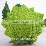 Beautiful Green Cauliflower Seeds SXCa No.5