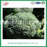 Hot Sale Fresh Broccoli for Sale 800-900g/pc thumbnail-4