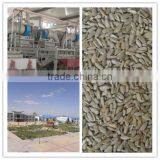 2014 Confectionary Sunflower Seed Kernels thumbnail-1