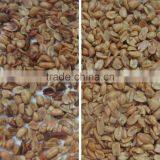 Grain,Wheat,Rice,Seeds,Dehydrated Vegetable,Recycle Plastic Color Sorter thumbnail-6