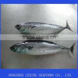 Frozen Sea Food Bonito Fish thumbnail-2