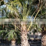 Livistonia Australis "Cabbage Tree palm" specimen 300/350 plant height