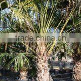Livistonia Australis "Cabbage Tree Palm" Specimen 300/350 Plant Height thumbnail-1