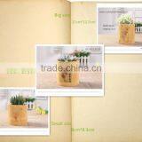 Tonkin Bamboo Poles Material Vases for Planting thumbnail-5