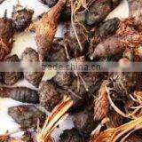 Cyperus Scariosus thumbnail-2