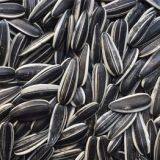 high quality Chinese striped sunflower seeds 601