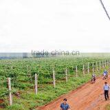 Passion Fruit Vietnam Specialties Fresh Passion Fruit Fresh Passion Fruits for Sale thumbnail-2