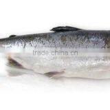 Frozen H&G Pink Salmon thumbnail-1