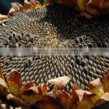 Online Shopping Birds for Sale, Sunflower Seeds thumbnail-1