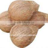 Fresh Coconut From India thumbnail-1