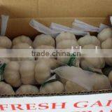 Chinese New Fresh Garlic thumbnail-1