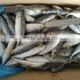 China Frozen Horse Mackerel Fish Yellow Tail Fishing Trawlers thumbnail-1
