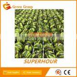 Golf Camouflage Ball thumbnail-3