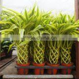 Lucky Bamboo ( Dracaena Sanderiana) Cage Shape thumbnail-3